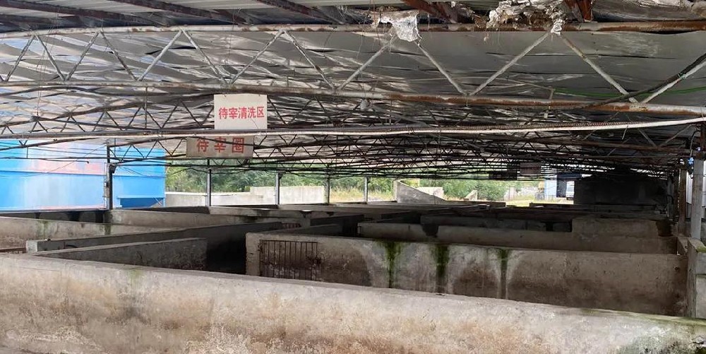 現(xiàn)代屠宰場用蒸汽發(fā)生器脫毛，30秒脫毛，效率高脫毛干凈